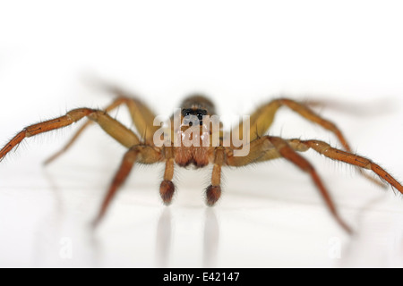 Männlichen Piraten Otter-Spider (Pirata Piraticus), Teil der Familie Lycosidae - Wolf Spinnen. Isoliert auf weißem Hintergrund. Stockfoto