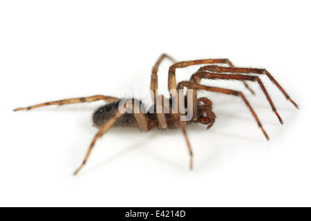 Männliche Schlange-Back Spider (Segestria Senoculata), Teil der Familie Segestriidae - Tunnel Spinnen. Isoliert auf weißem Hintergrund. Stockfoto