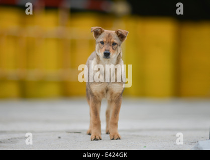 Ein streunender Hund wartet vor Mülltonnen in der Nähe eines Strandes in Hongkong am 1. Mai 2014. Stockfoto