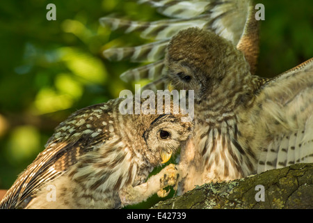 Streifenkauz Nestlingszeit thront in großen Ahorn Baum-Beacon Hill Park, Victoria, Britisch-Kolumbien, Kanada. Stockfoto