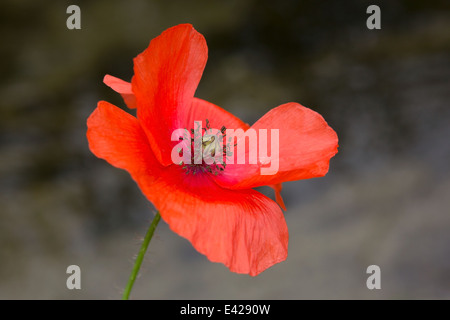 Mohn im Wind, Bulgarien Stockfoto