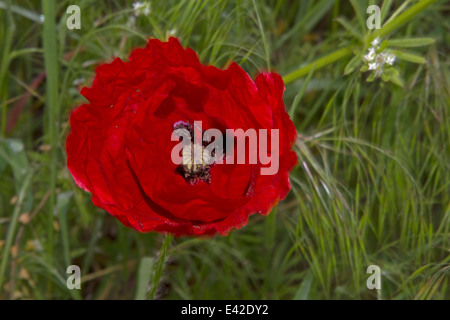 Mohn im Wind in Bulgarien Stockfoto