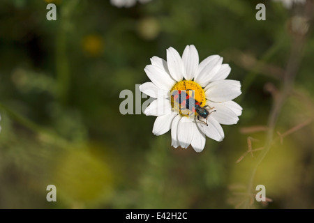 Biene-Wolf sitzt auf einer Blume in Bulgarien Stockfoto