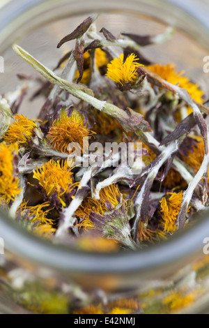 Nahaufnahme einer JAR-Datei mit getrockneten Huflattich (Tussilago Farfara) Stängel und Blüten. In der Kräutermedizin und Lebensmittel verwendet Stockfoto