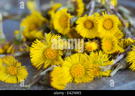 Nahaufnahme von Huflattich (Tussilago Farfara) Stängel und Blüten. In der Kräutermedizin und Lebensmittel verwendet Stockfoto