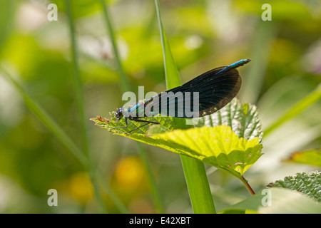 blaue Libelle sitzt auf Reed in der Nähe eines Baches Naturgebiet in der Eifel, Deutschland Stockfoto