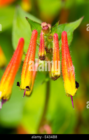 Blumen des mexikanischen Kleinstrauch, Cuphea cyanea Stockfoto