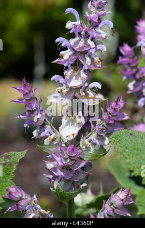 Blütenstand der Pflanze Salvia Sclarea var. turkestanica Stockfoto