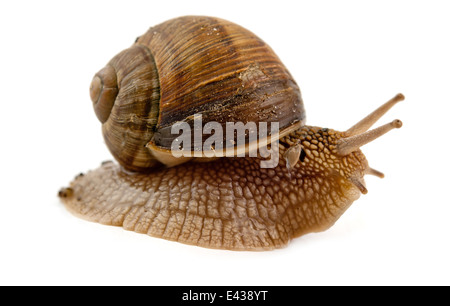 Grawling Schnecke isoliert auf weißem Hintergrund Stockfoto