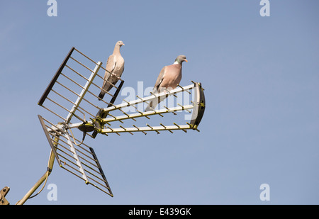 Paar von Ringeltauben ruht auf einem TV-Antenne Stockfoto