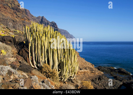 Kanaren-Wolfsmilch (Euphorbia Canariensis), eine Pflanze, die nativ in trockenen und feuchten Umgebung der Kanarischen Inseln. Stockfoto