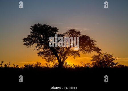 Die untergehende Sonne hinter einem großen Kamel Dornenbaum in der Kalahari Stockfoto