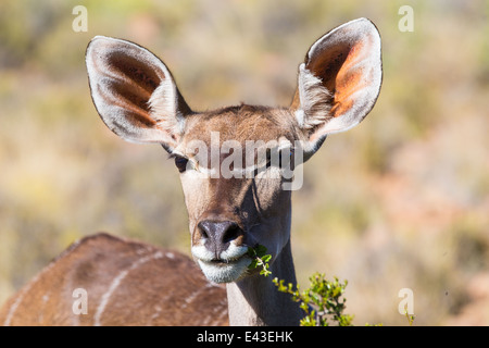 Eine Nahaufnahme von einem Kudu-Kuh, die Blätter von einem Baum zu essen. Es ist große Ohren aufrecht, hören. Stockfoto
