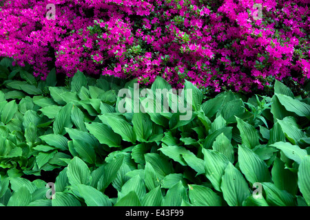 Hosta, Azalee Pflanzen in einem schattigen Teil des Gartens Stockfoto