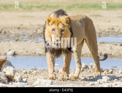 Eine aggressive männliche Löwe hinaufzugehen und starrte direkt in die Kamera Stockfoto
