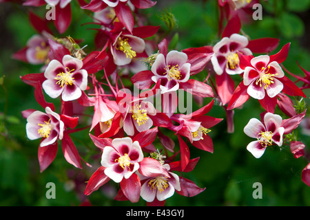 Red Aquilegia Nahaufnahme flower Granny's Motorhaube Columbine in voller Blüte Stockfoto