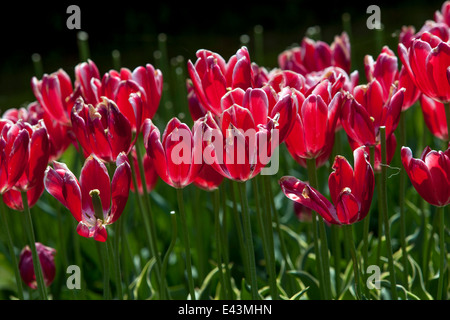 Rote Tulpen Garten Stockfoto