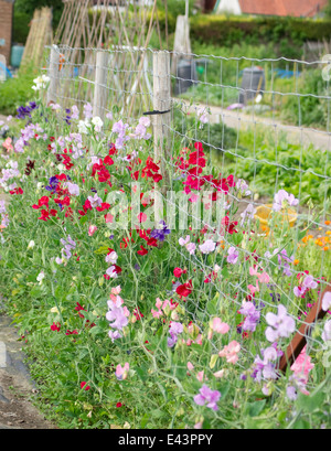 Süße Erbsen wachsen auf Zuteilung Stockfoto