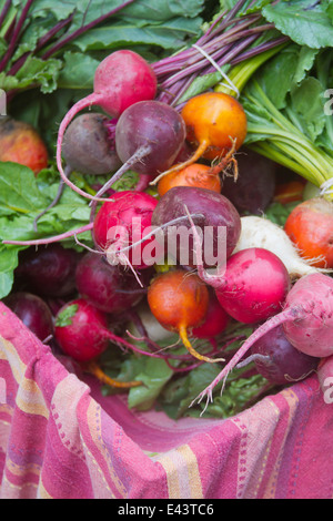 Nahaufnahme von bunten Bio Rüben zu verkaufen frisch aus dem Garten Stockfoto