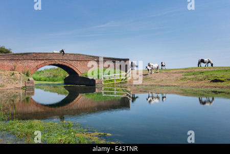 Skewbal Pferde grasen in der Nähe eines Kanals und Ziegel Brücke auf Schweinegrippe Moor, in der Nähe von Tickton, Beverley, East Riding of Yorkshire, UK. Stockfoto