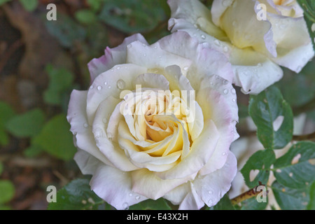 Nahaufnahme von zarten, duftenden rosa und gelbe Rosen spritzte mit Regen Stockfoto