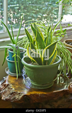 Zimmerpflanzen wachsen wild in einem Haus auf einem Redwood-Tisch an einem sonnigen Fenster Stockfoto
