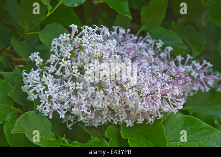 Nahaufnahme von einem zarten lila Blüte im Frühling Stockfoto