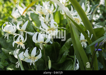 Weiß winterharte Staude bauchigen Frühling blühende Erythronium oder Hund Zahn violett, 'White Beauty' in Blüte im Frühling an der RHS Wisley Gardens Surrey Stockfoto