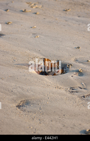 Zerbrochene Flasche zu Buche. Stockfoto