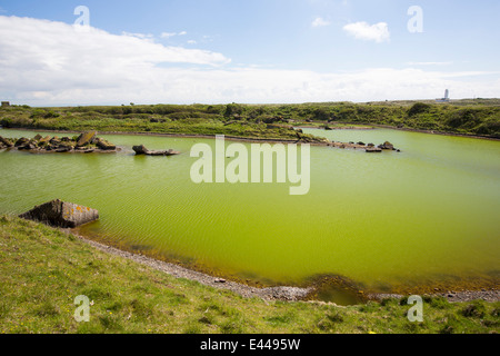 Algen wachsen in Pools auf der Südinsel Walney aus Barrow in Furness, Cumbria, UK. Stockfoto