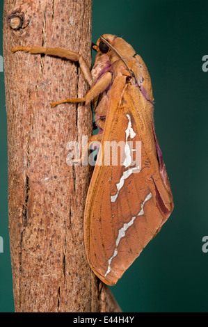 Abantiades Hyalinatus, eine australische Motte der Familie Hepialidae Stockfoto