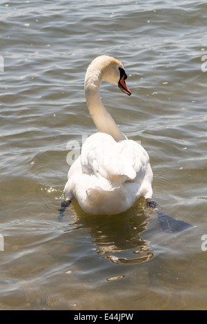 Stummschaltung Schwamm schwimmen Weg von Kamera Stockfoto