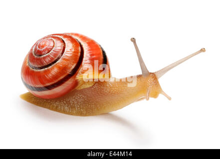 Weißlippen gebänderten Schnecke {Bänderschnecken Hortensis} Porträt. Stockfoto