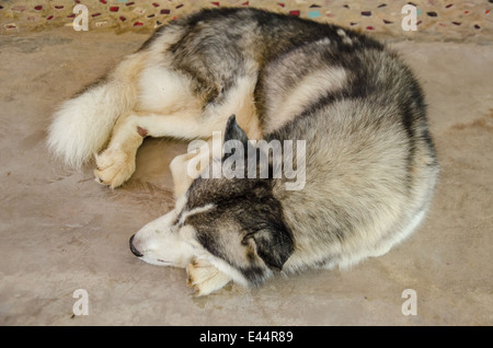 Nahaufnahme eines sibirischen Hund schlafen Stockfoto