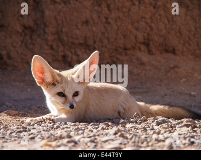 Wüste Fuchs (Fennec Fuchs) (Vulpes Zerda) Vorderansicht Stockfoto