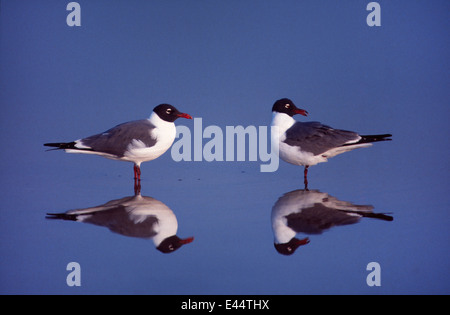 Möwen auf Cape Hatteras, North Carolina USA Stockfoto