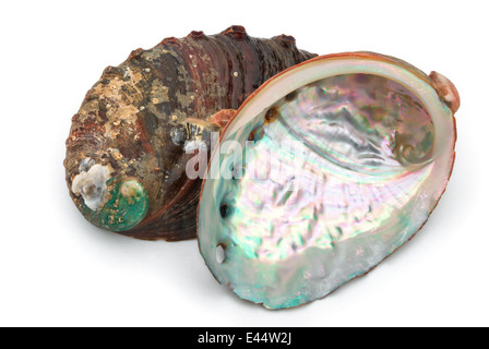 zwei Abalone-Muscheln auf weißem Hintergrund Stockfoto