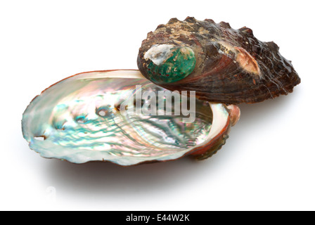 zwei Abalone-Muscheln auf weißem Hintergrund Stockfoto