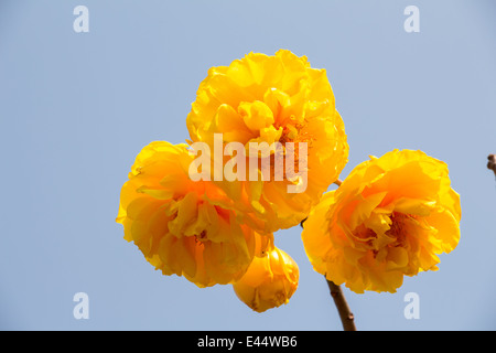 Gelbe Seide Baumwolle Blumen Stockfoto