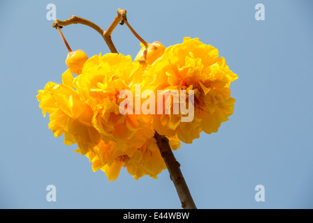 Gelbe Seide Baumwolle Blumen Stockfoto