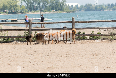 Vier Hunde zusammen an einem Weg Leine Hund Park am Cherry Beach in Toronto Ontario Kanada. Man ist sich trocken schütteln. Stockfoto