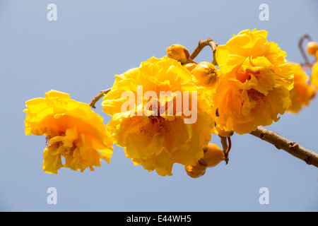 Cochlospermum Regium, auch bekannt als Yellow Cotton Tree In Thailand Stockfoto