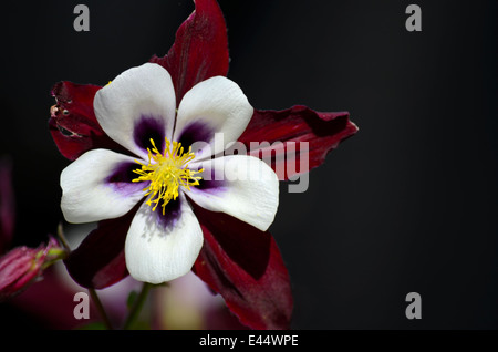 Schönes weißes Blütenblatt gelbe Staubgefäße lila Schattierungen Aquilegia Akelei Blume Stockfoto