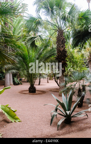 Les Jardins Majorelle, ein Denkmal von Yves Saint Laurent, Marrakesch, Marokko Stockfoto