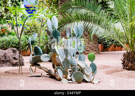 Kaktus in Les Jardins Majorelle, ein Denkmal von Yves Saint Laurent, Marrakesch, Marokko Stockfoto