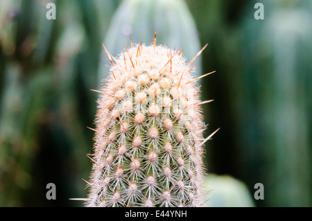 Les Jardins Majorelle von Yves Saint Laurent, Marrakesch, Marokko Stockfoto