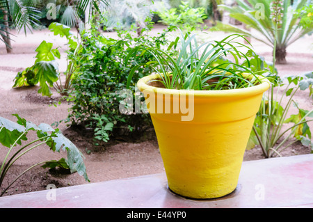 Les Jardins Majorelle von Yves Saint Laurent, Marrakesch, Marokko Stockfoto