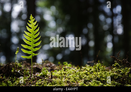 Einzelne Hintergrundbeleuchtung Bracken Pflanze im Wald Stockfoto