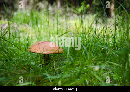 Einzelne Birch Bolete Pilz in üppigen grünen Rasen Stockfoto