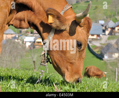 hautnah auf dem Kopf eine braune Kuh grasen auf den Weiden Stockfoto